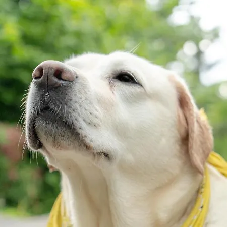 Le Moonloft Insolite Tiny-house Dans Les Arbres & 1 Seance De Sauna Pour 2 Avec Vue Panoramique