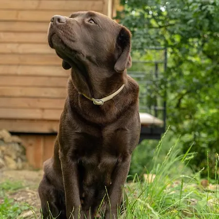 Le Moonloft Insolite Tiny-house Dans Les Arbres & 1 Seance De Sauna Pour 2 Avec Vue Panoramique